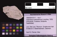 Foto (Objekt + Etiketten) von Gastrosacus tuberosiformis (Lorenthey, 1929) (NHMW-GEO-1990-0041-0117)